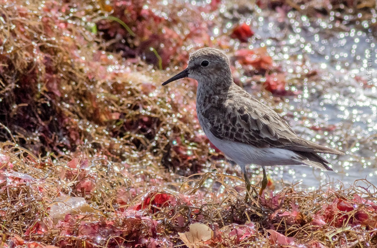 Least Sandpiper - ML259657511