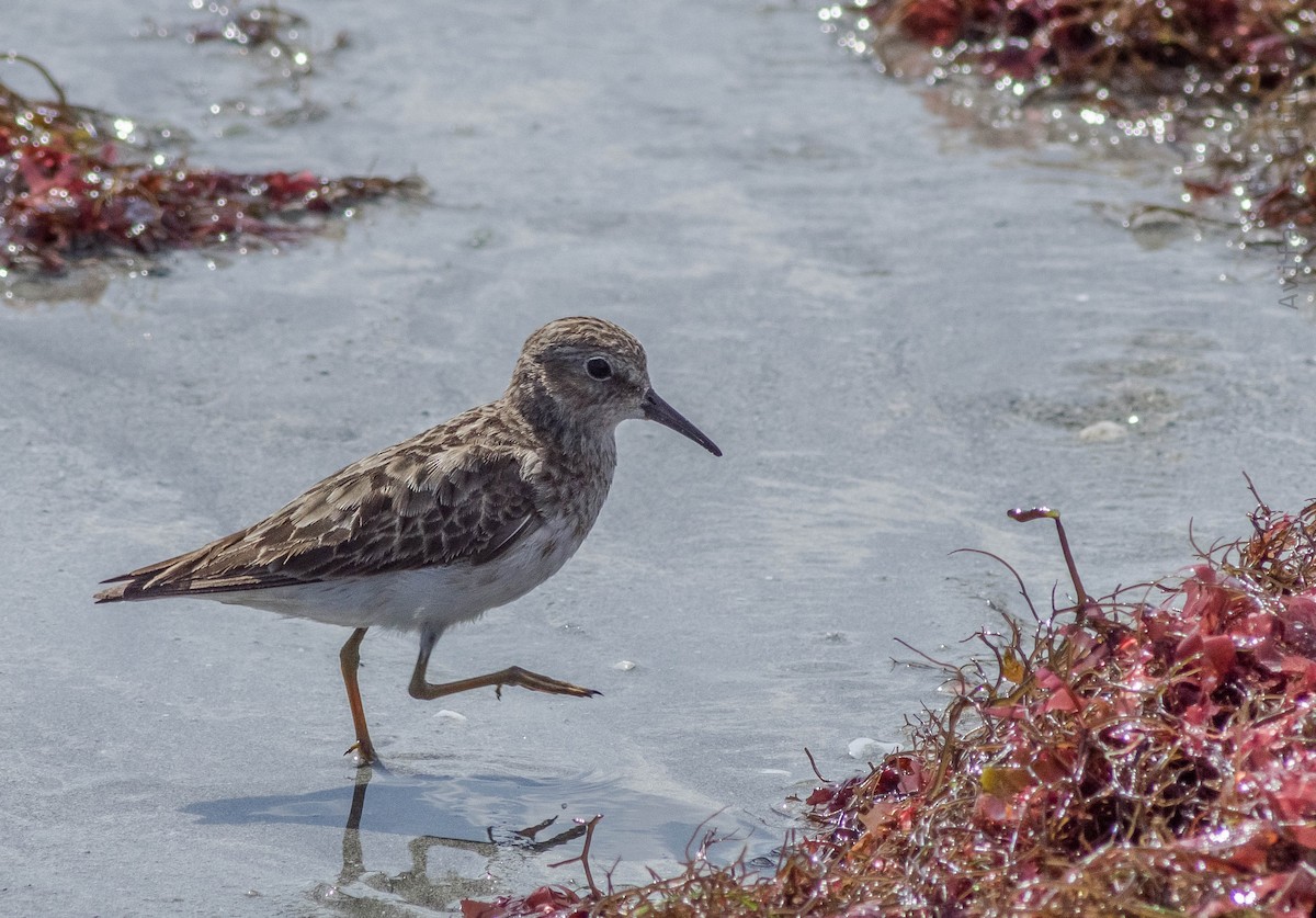 Least Sandpiper - ML259657521