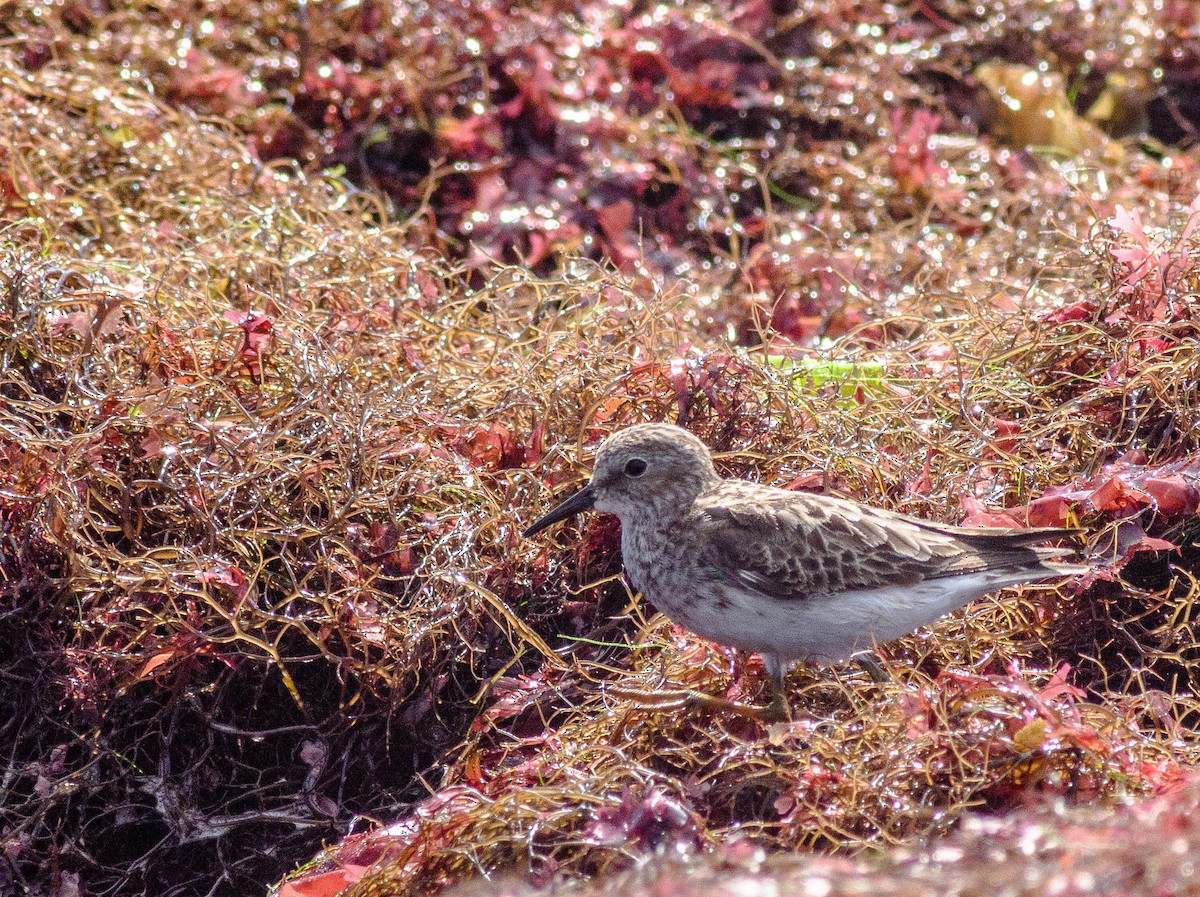 Least Sandpiper - ML259657531