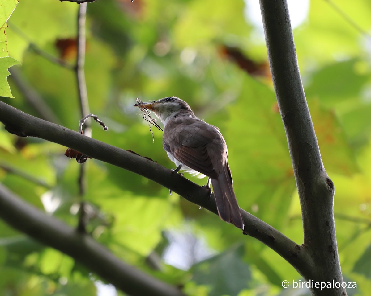 Yellow-billed Cuckoo - ML259657571