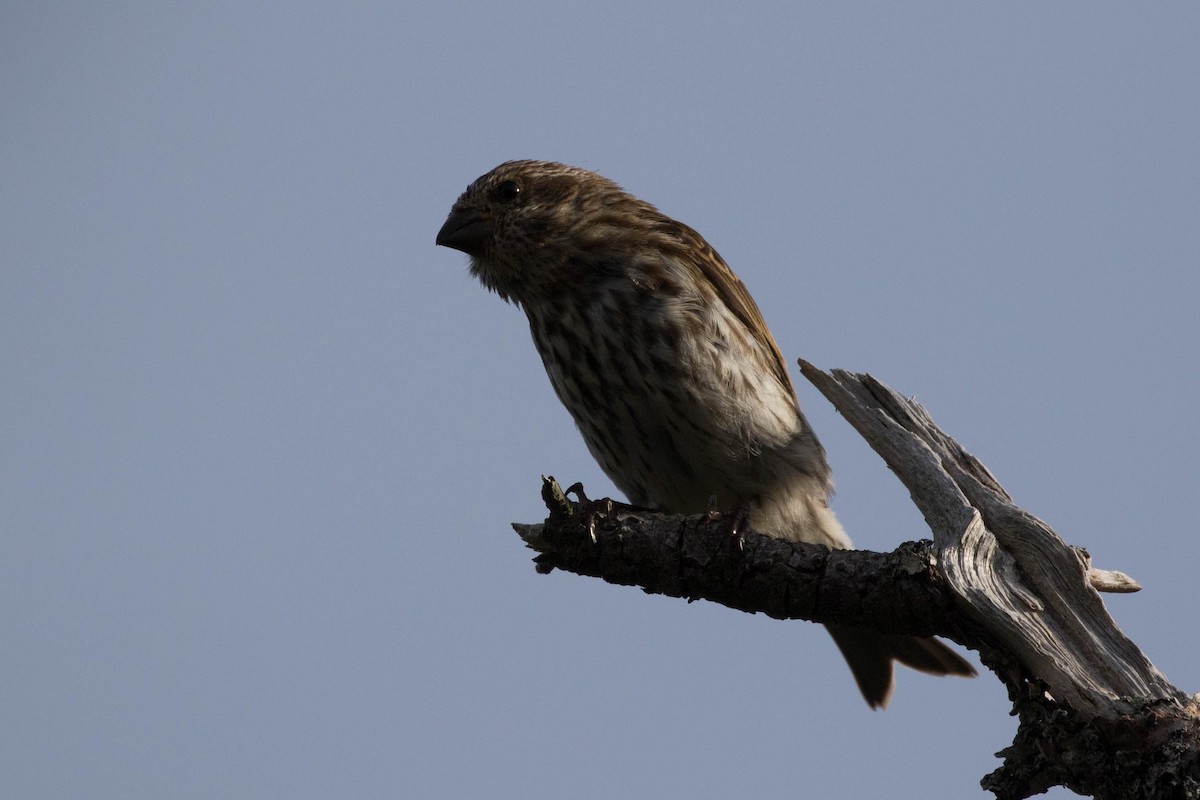 Purple Finch - ML259659471
