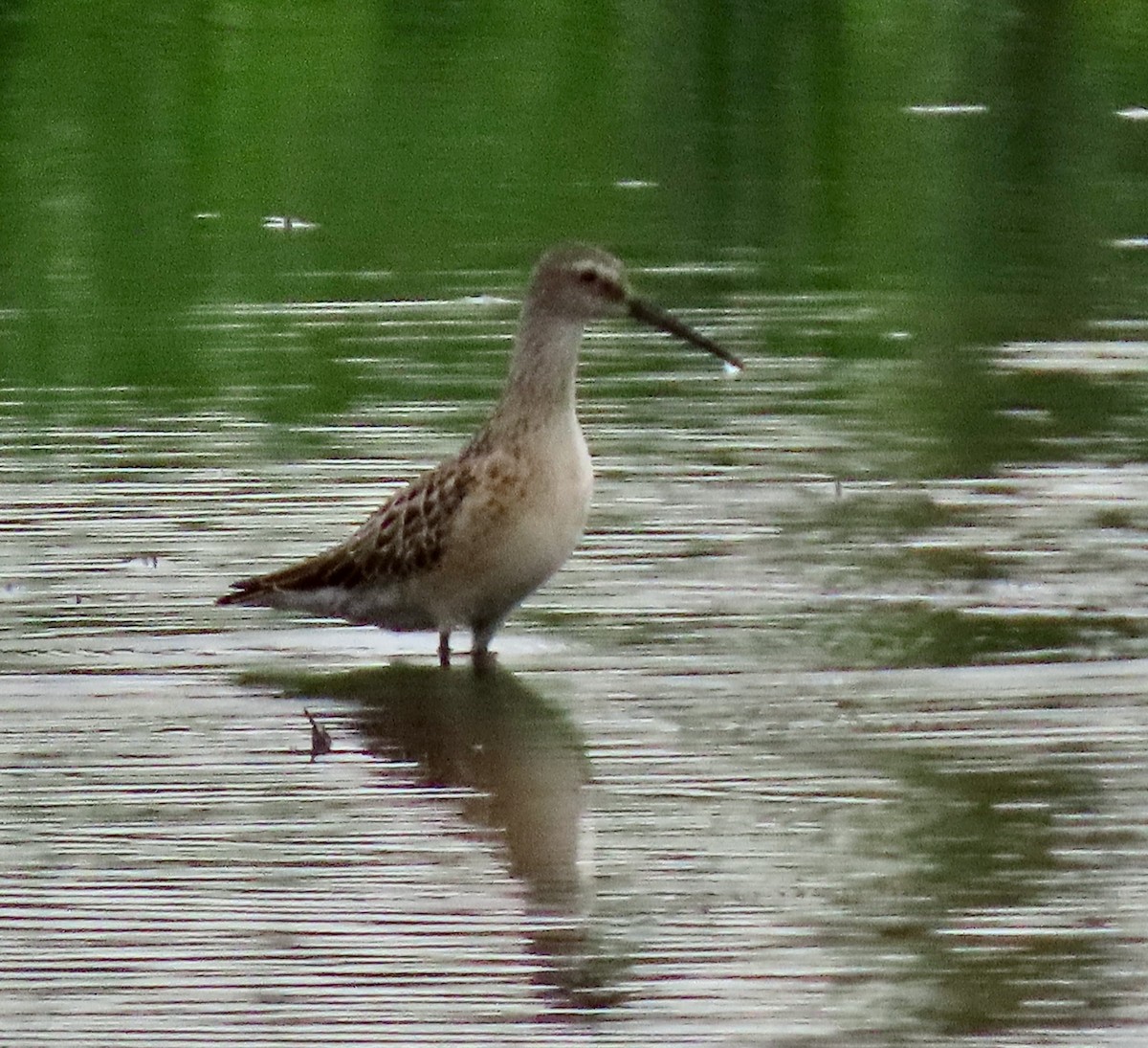 Stilt Sandpiper - ML259660171