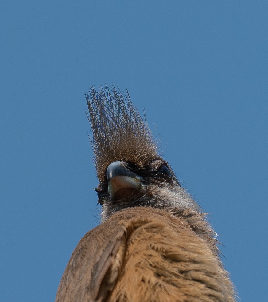 Speckled Mousebird - ML259660451