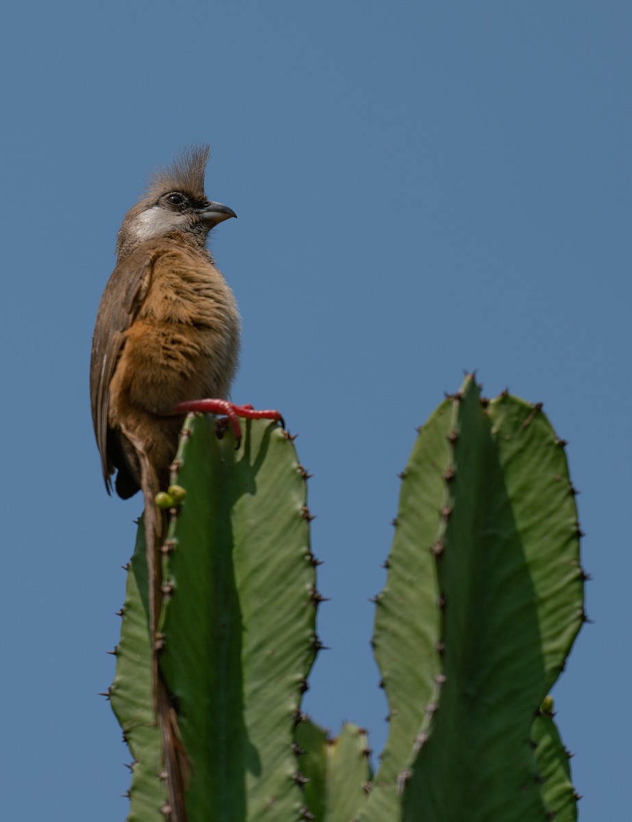 Speckled Mousebird - ML259660471