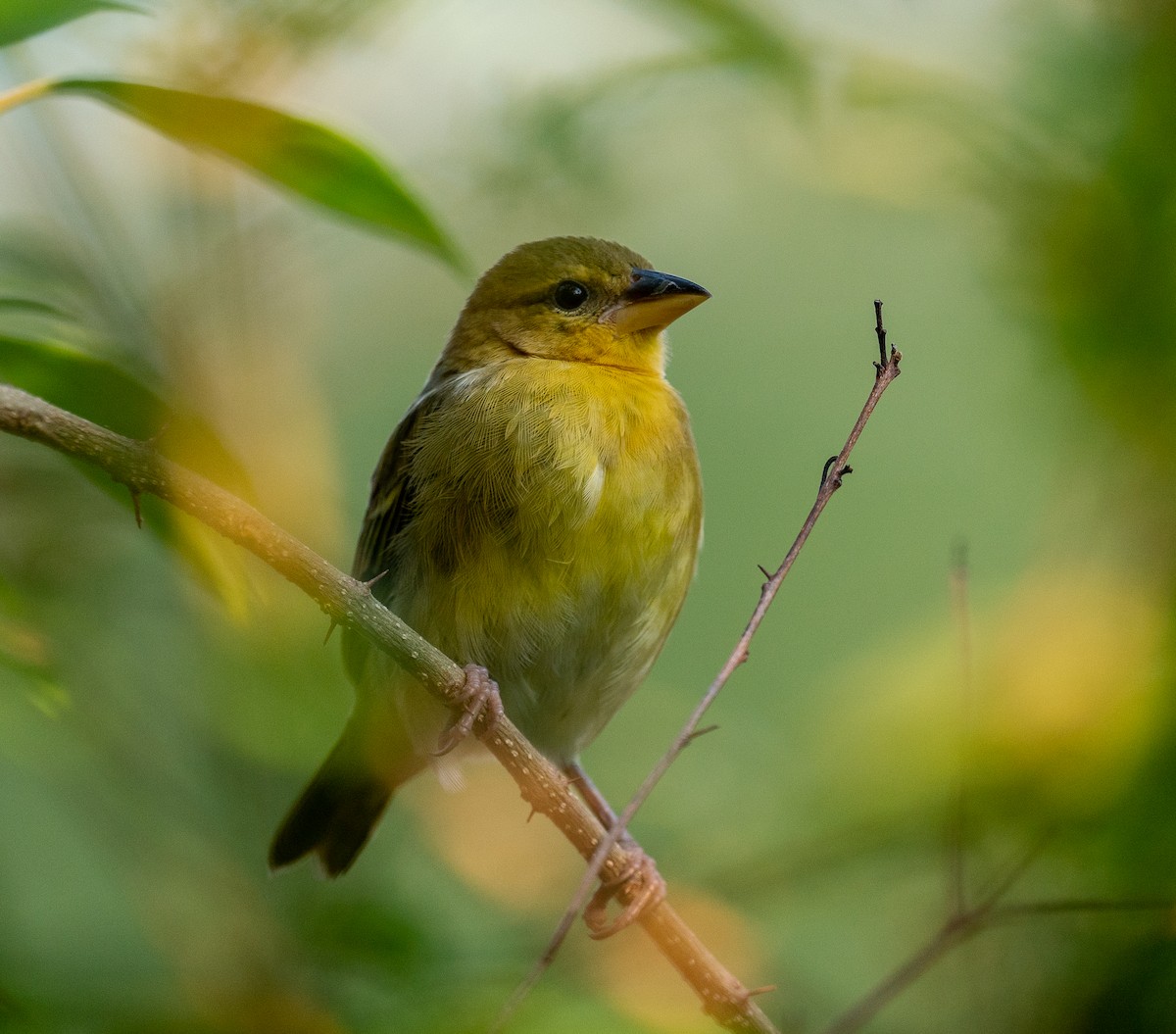 Golden Palm Weaver - ML259660491