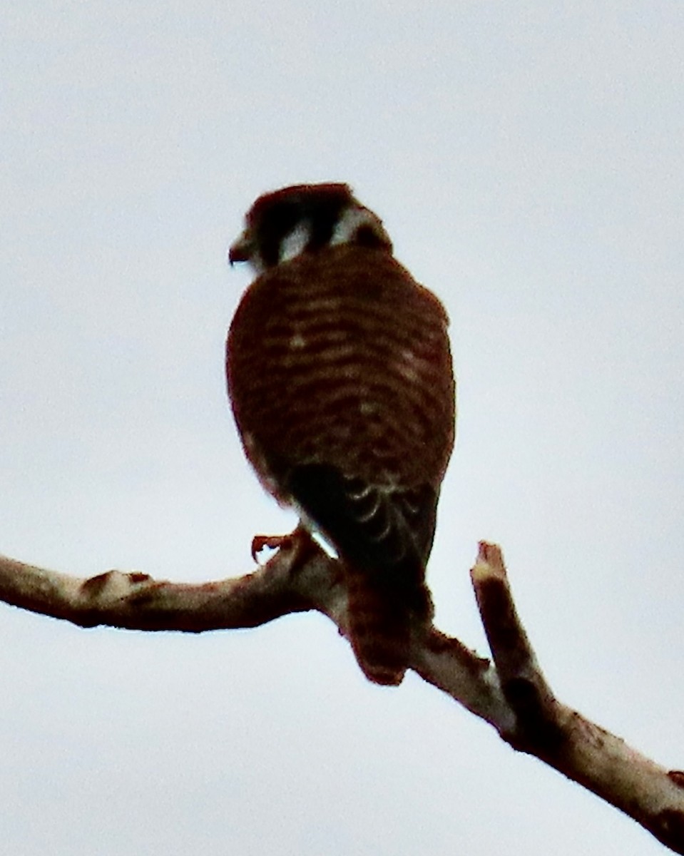 American Kestrel - ML259660571