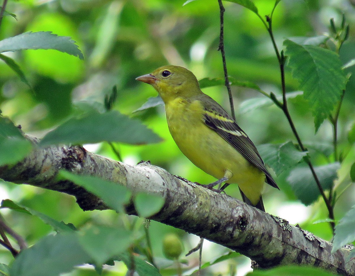 Western Tanager - ML259660801