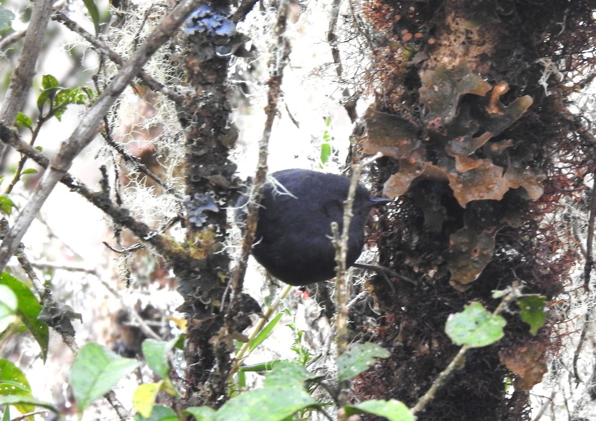 Tschudi's Tapaculo - ML259660931