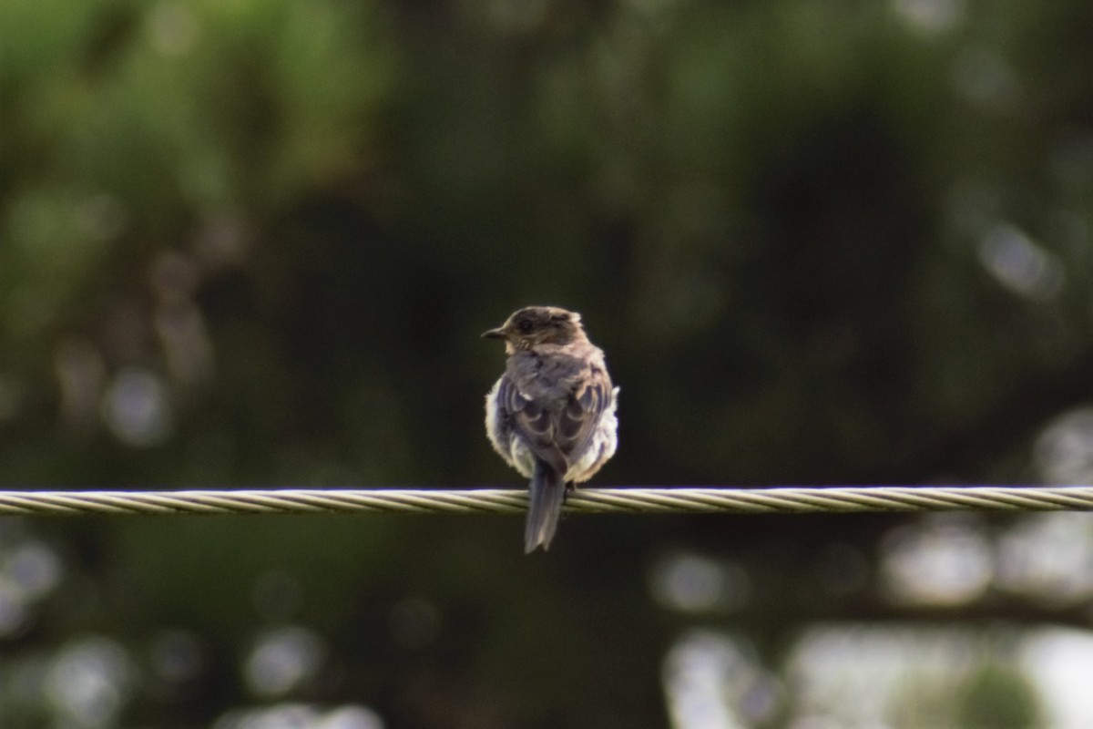 Eastern Bluebird - ML259661571