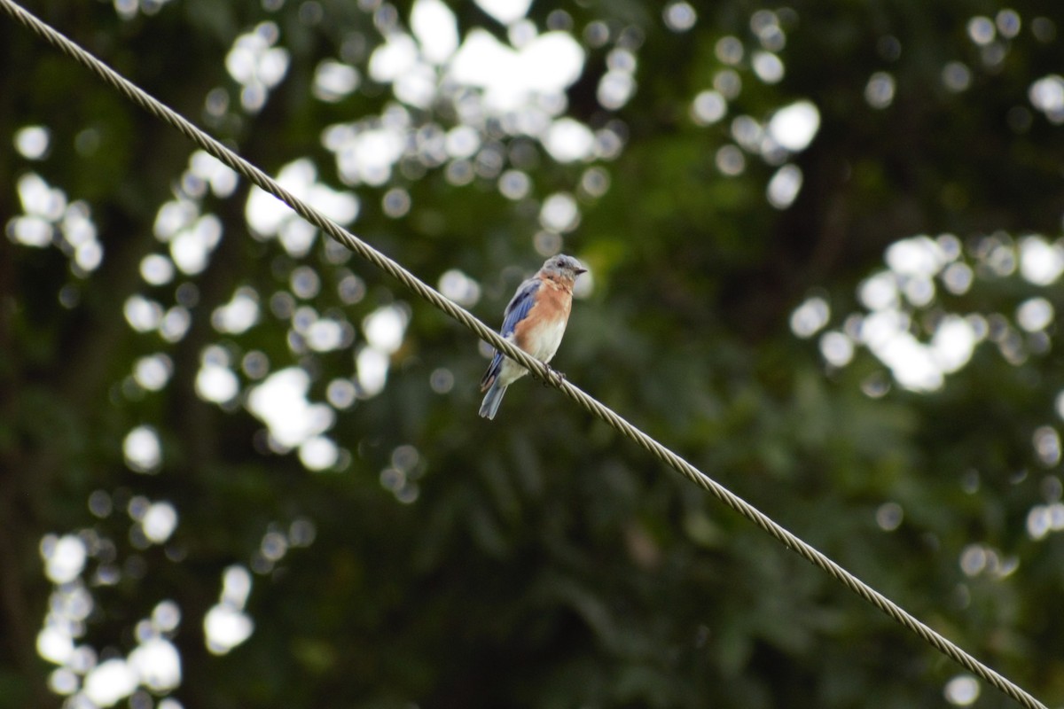 Eastern Bluebird - ML259661621