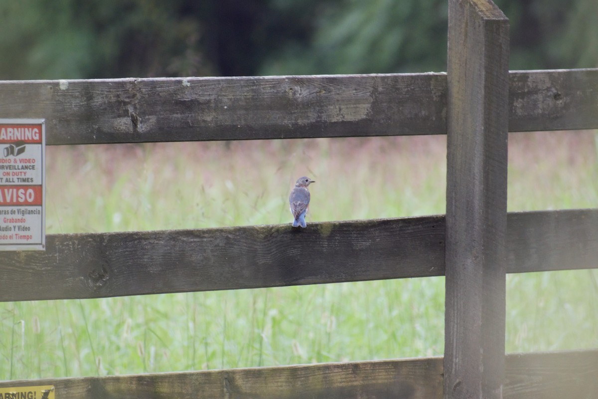 Eastern Bluebird - ML259661681