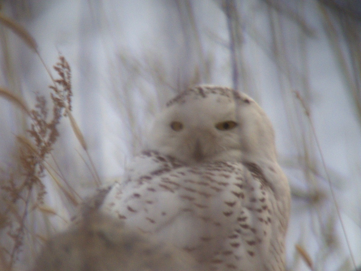 Snowy Owl - ML25966341