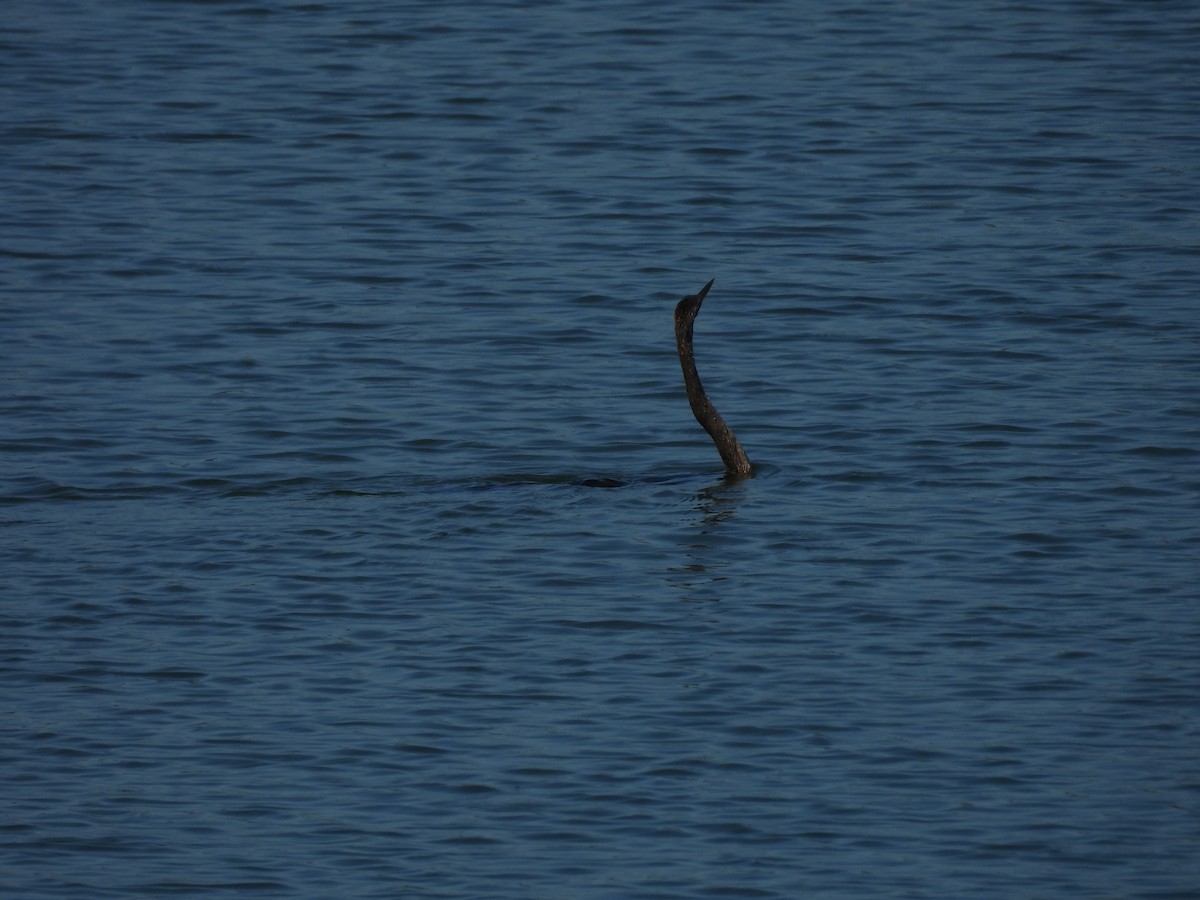 Anhinga - ML259663451