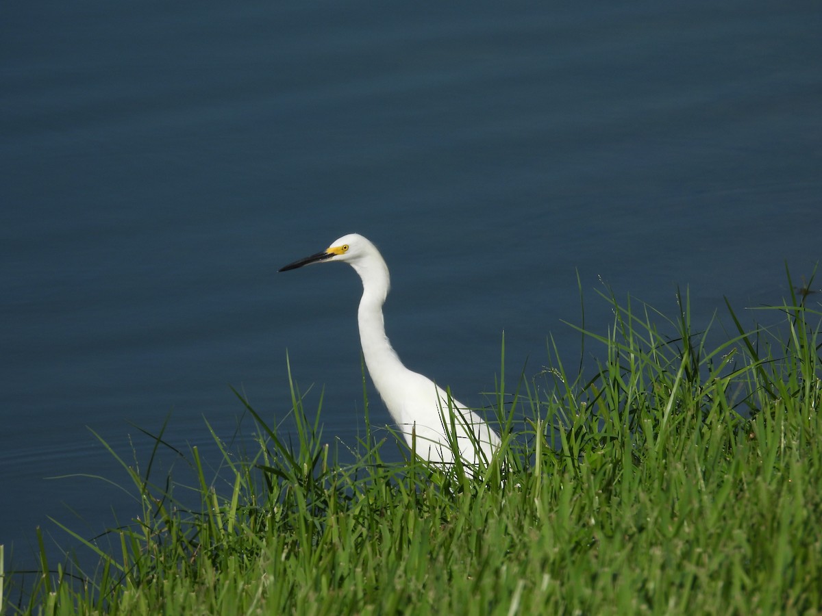 Snowy Egret - ML259663541