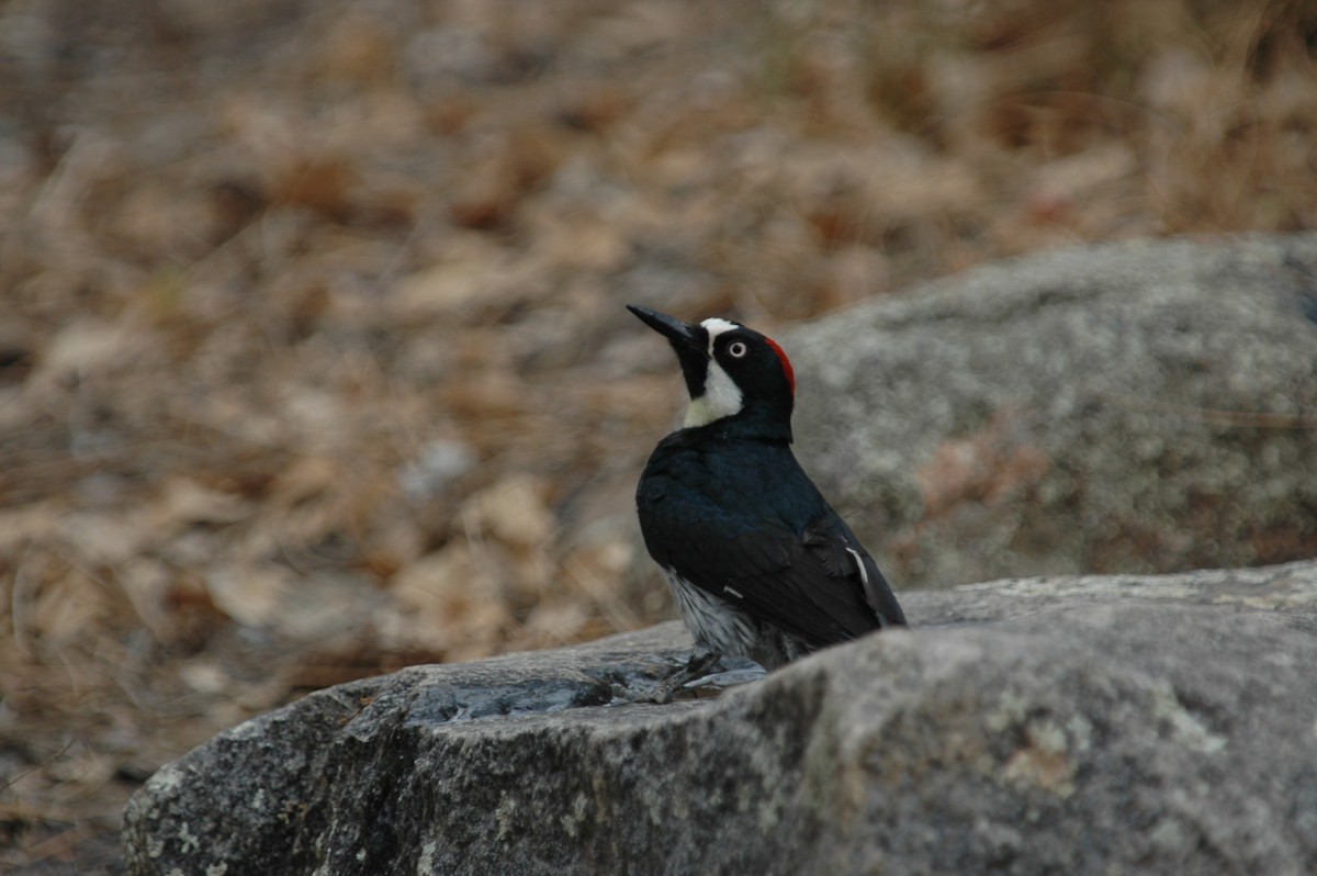 Acorn Woodpecker - Laurel Ladwig