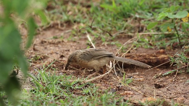 Common Babbler - ML259664371