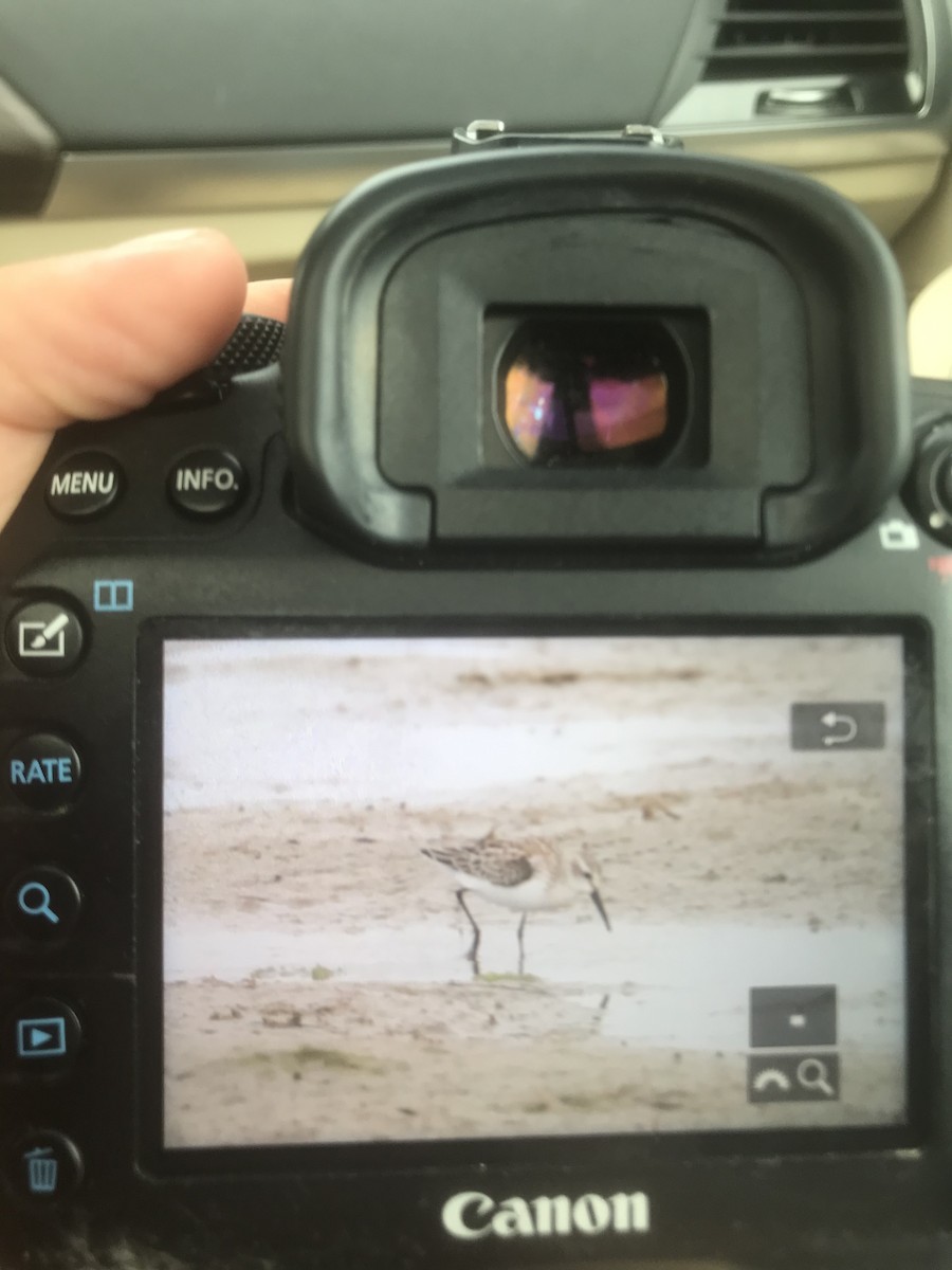 Western Sandpiper - Preston Lust