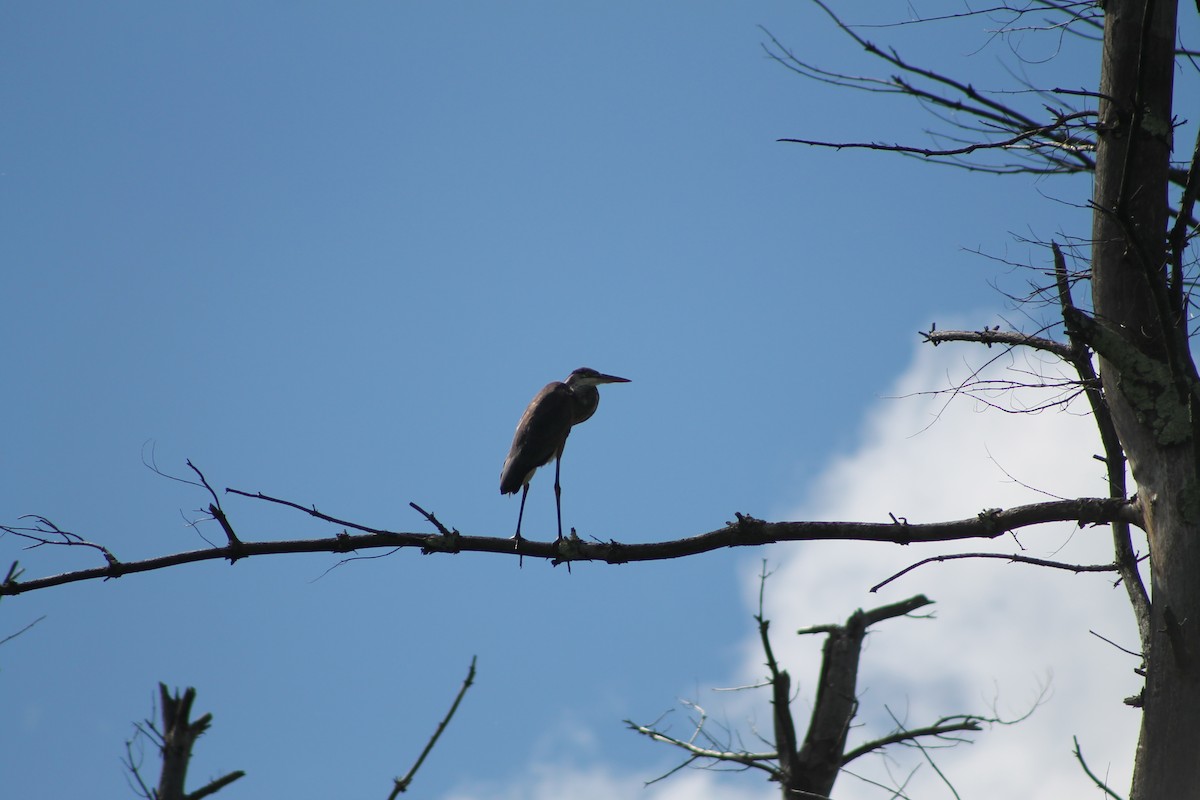 Great Blue Heron - ML259666611