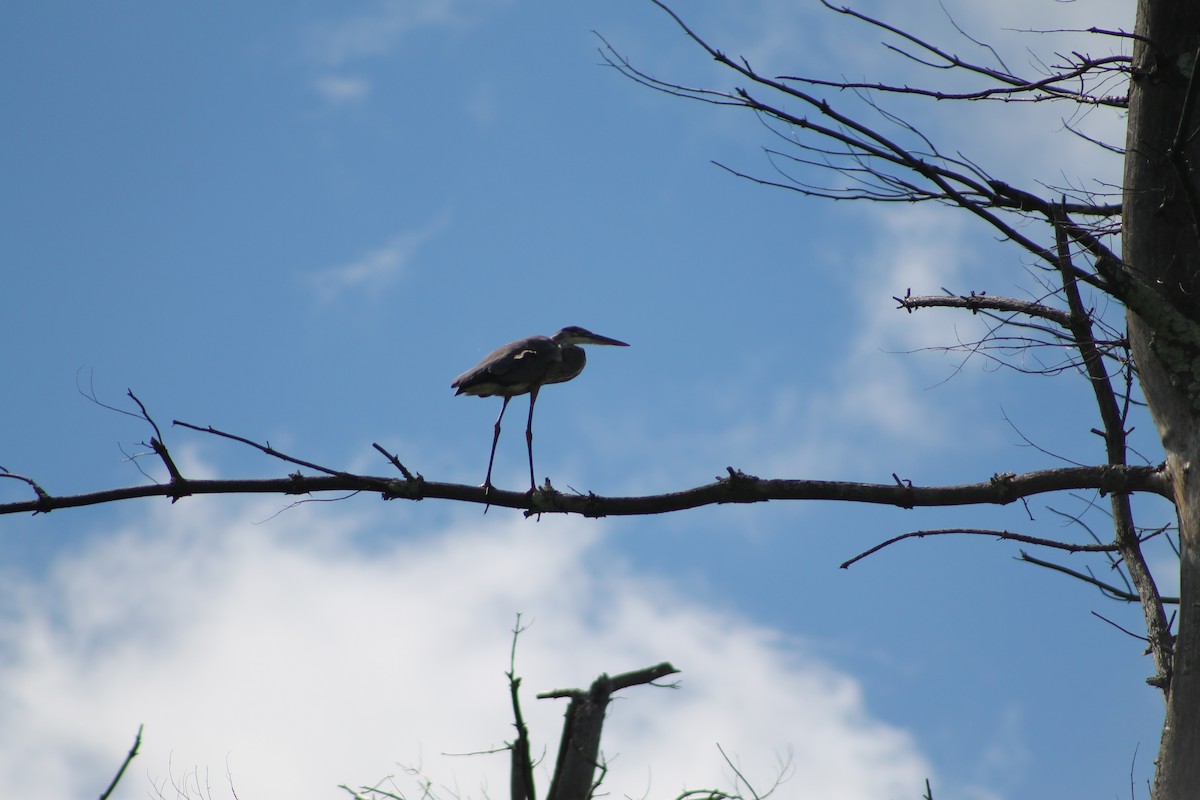 Great Blue Heron - ML259666811