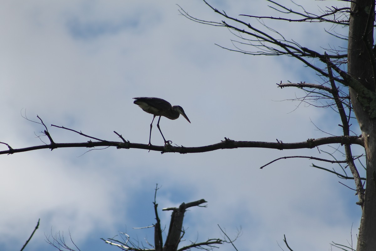 Great Blue Heron - ML259666891