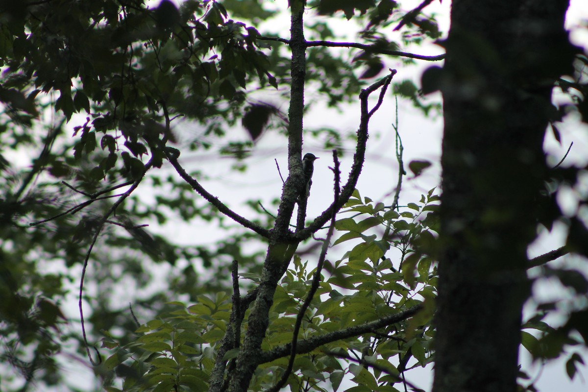 Downy Woodpecker - ML259666961