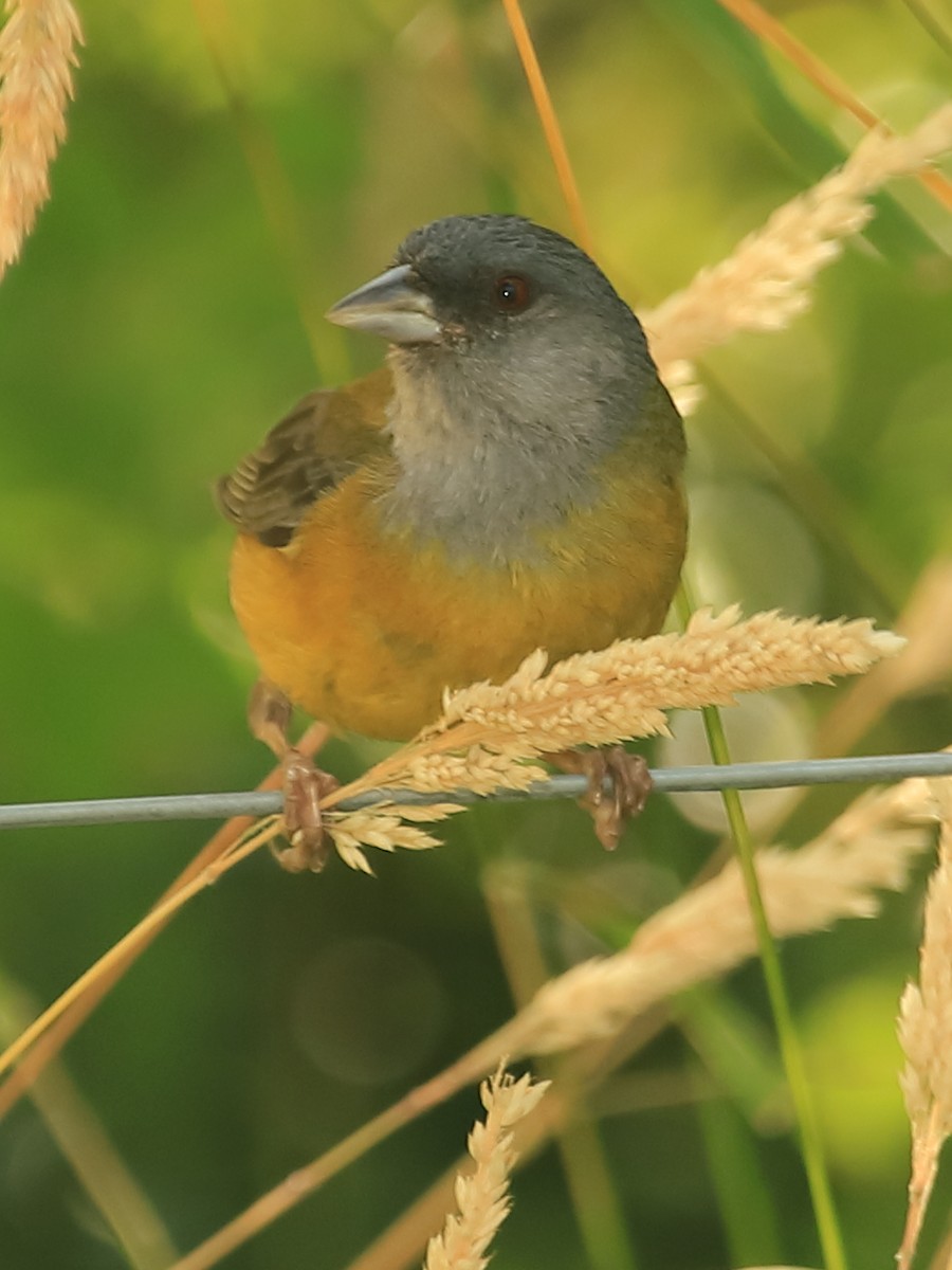 Patagonian Sierra Finch - ML259667301