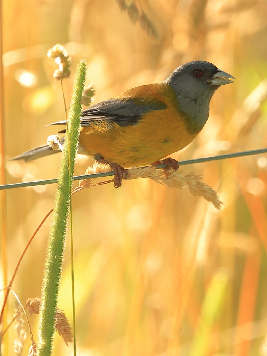 Patagonian Sierra Finch - ML259667311