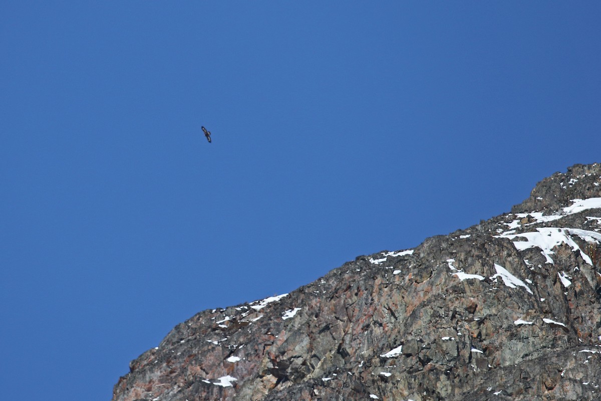 Golden Eagle - ML25966761