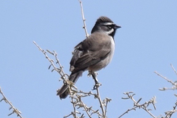 Schwarzkehlammer - ML25966931