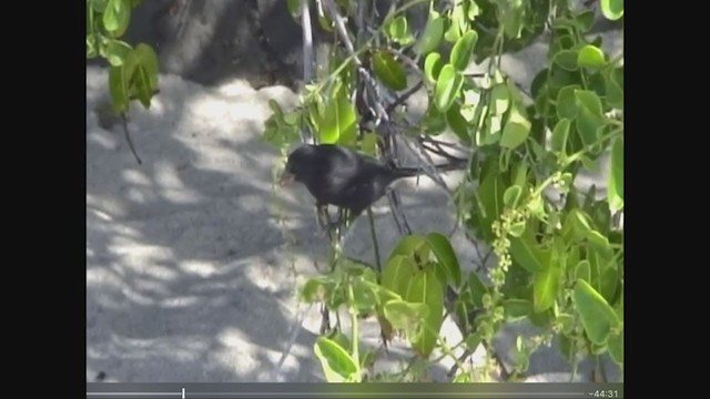 Common Cactus-Finch - ML259671101