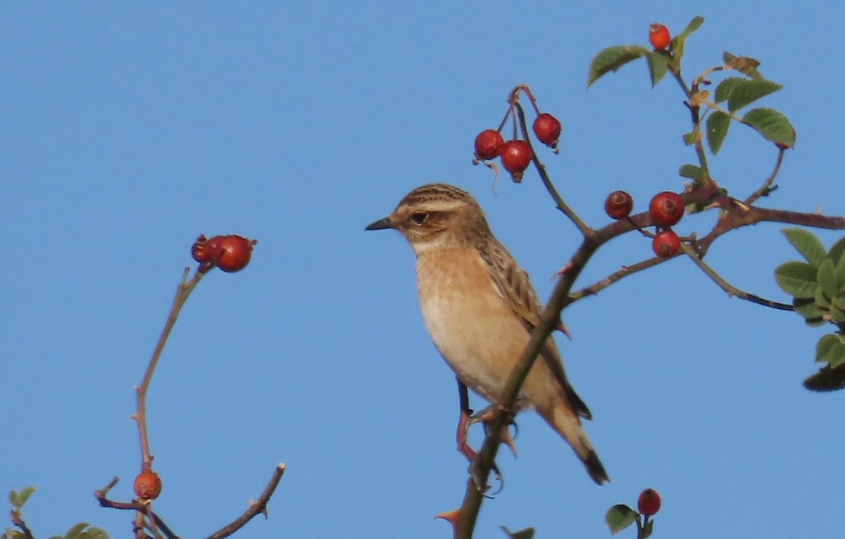 Whinchat - ML259671781