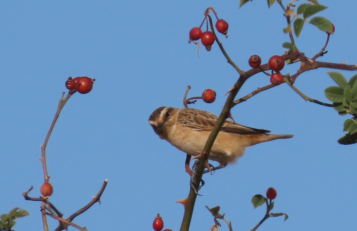 Whinchat - ML259671791