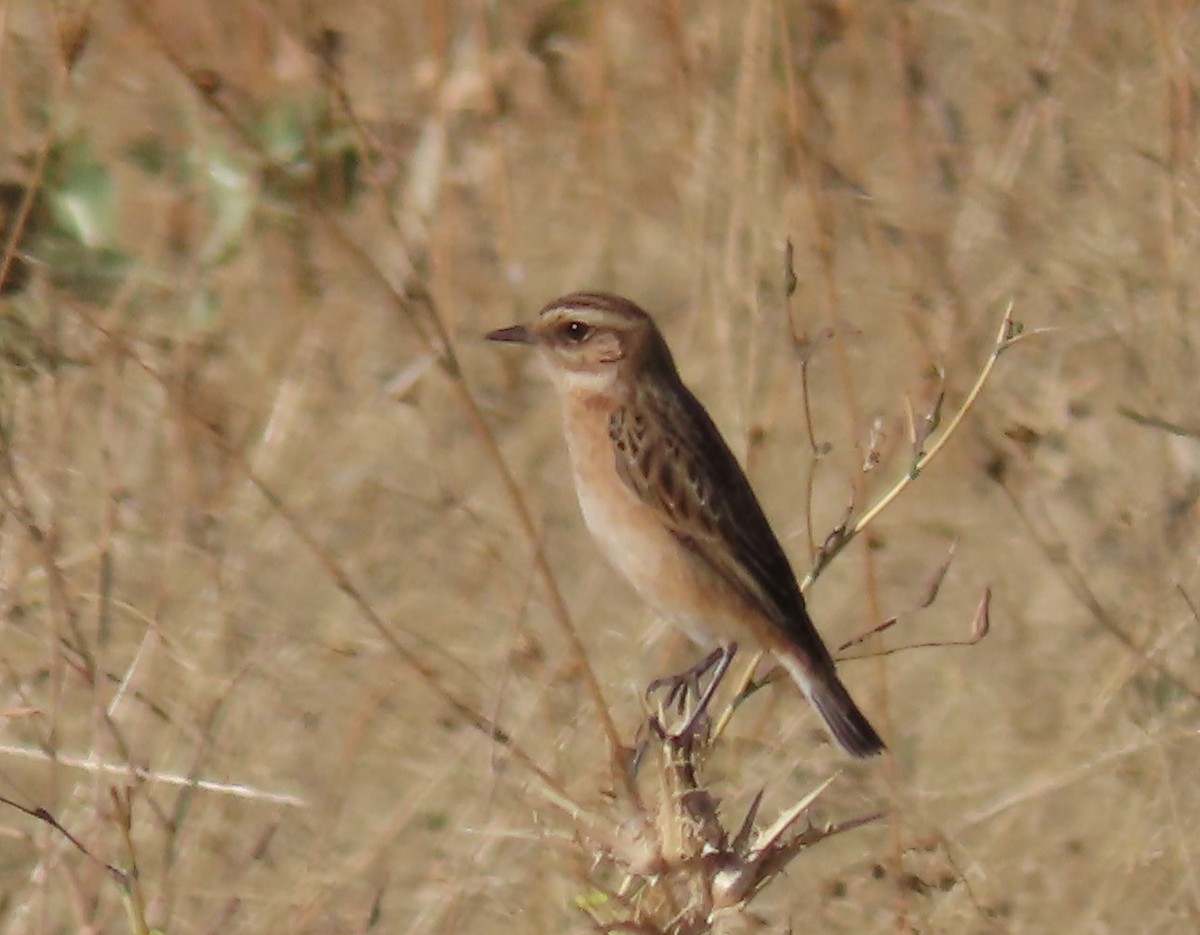 Whinchat - ML259671801