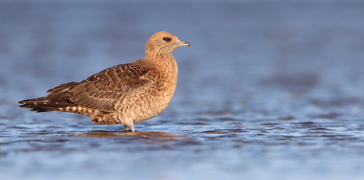 Parasitic Jaeger - ML259672081