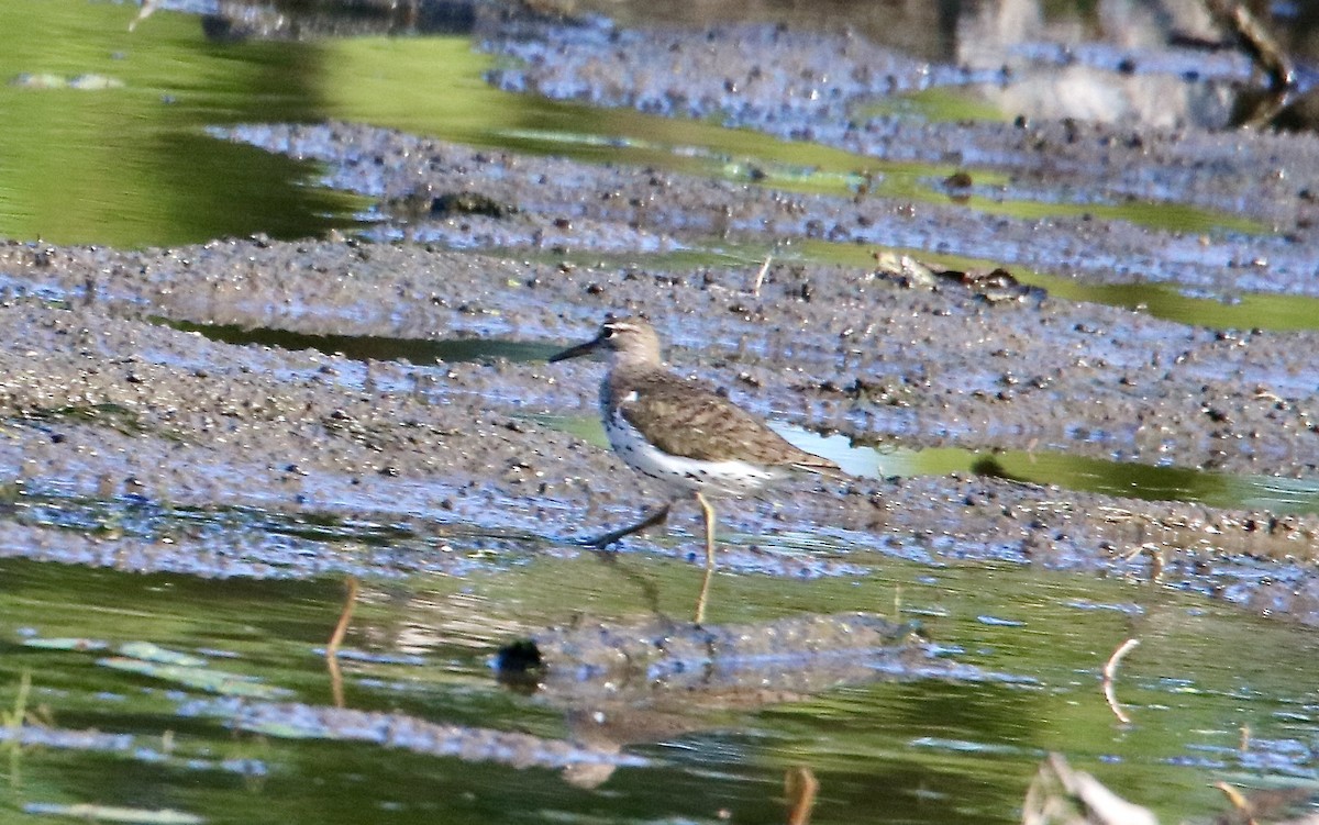 Spotted Sandpiper - ML259672481