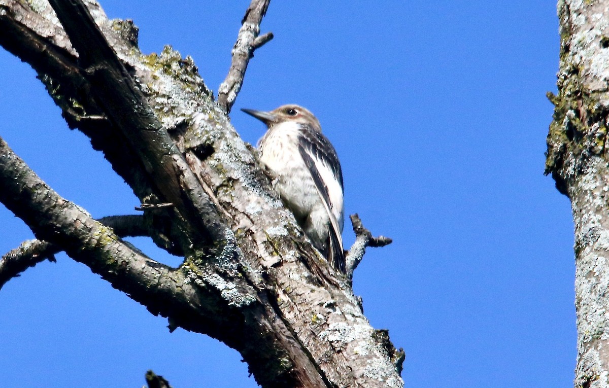 Red-headed Woodpecker - ML259672611