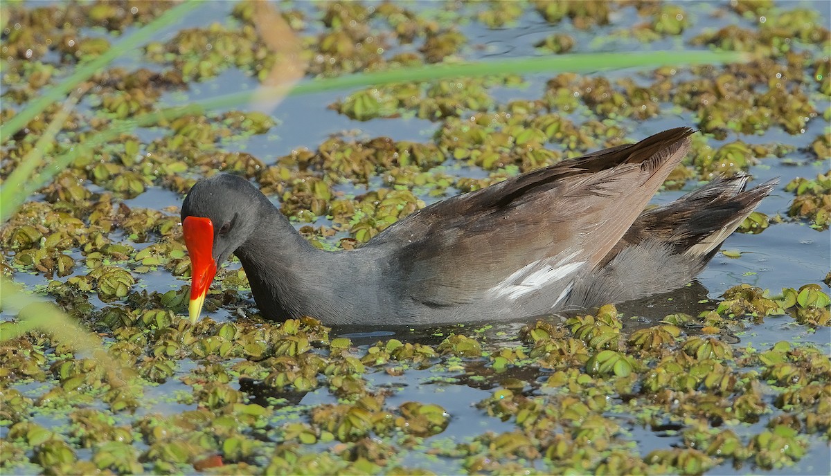 Common Gallinule - Harlan Stewart