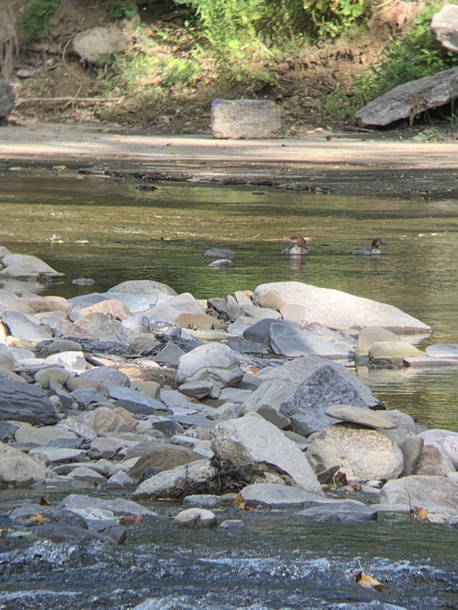Common Merganser - ML259673351