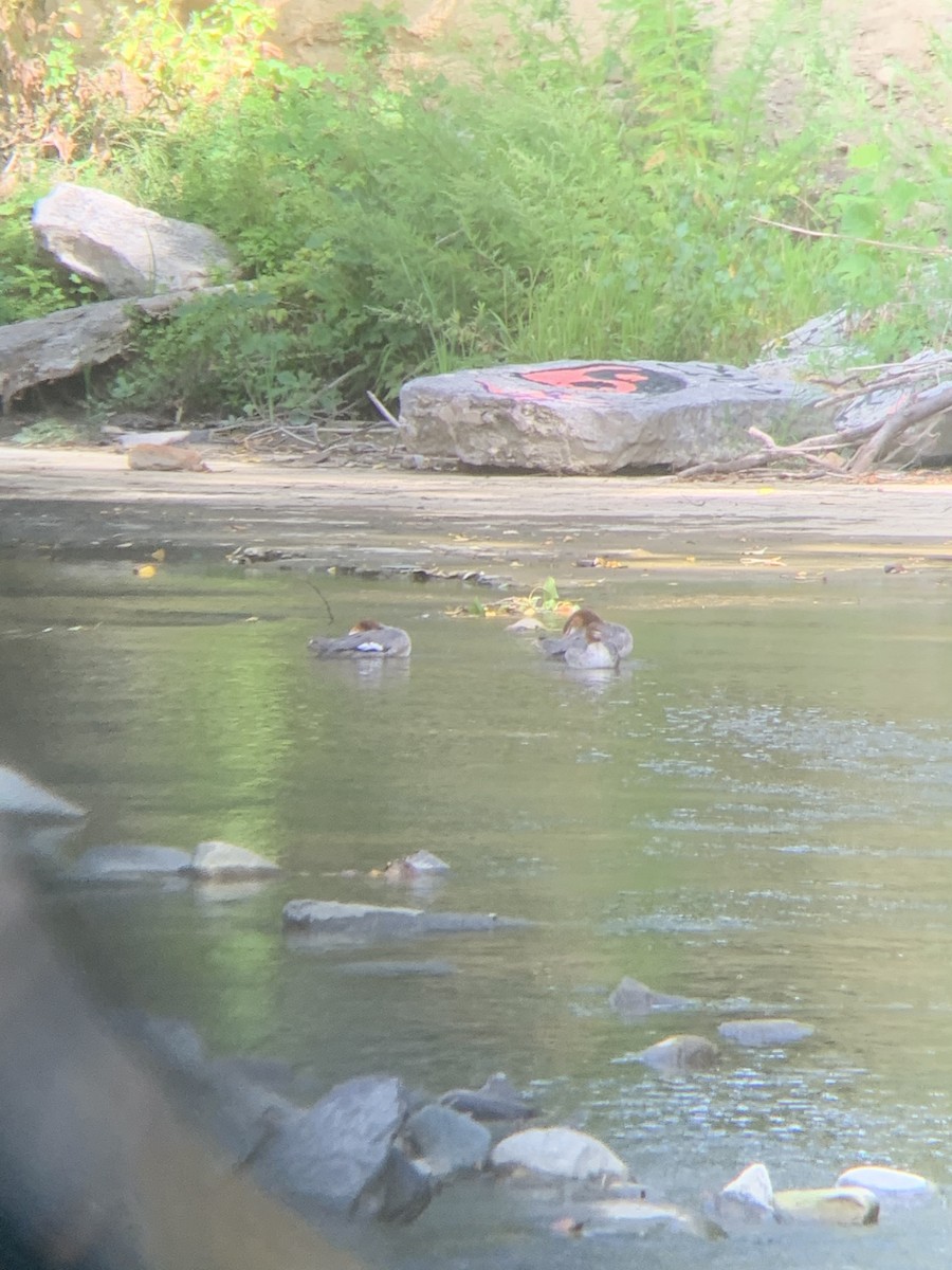 Common Merganser - ML259673361