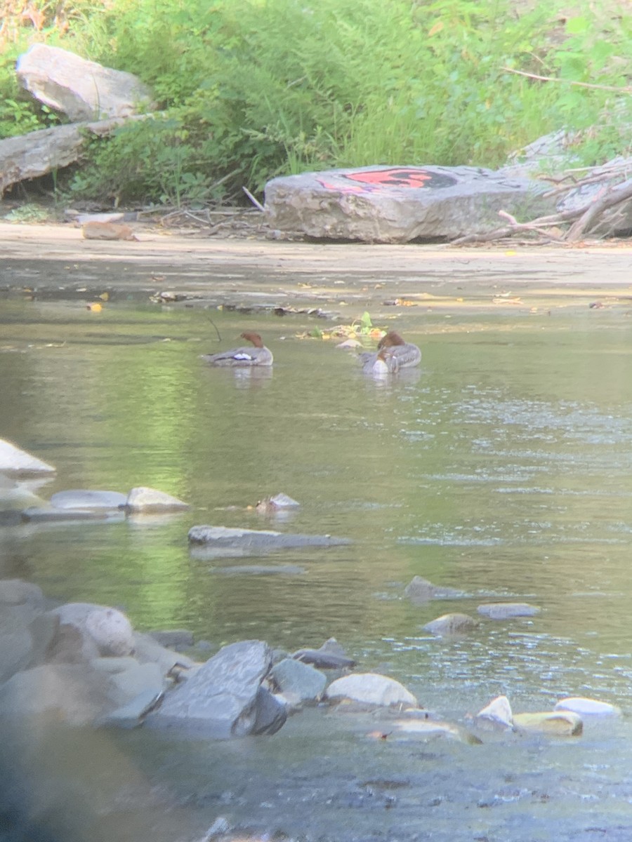 Common Merganser - ML259673371