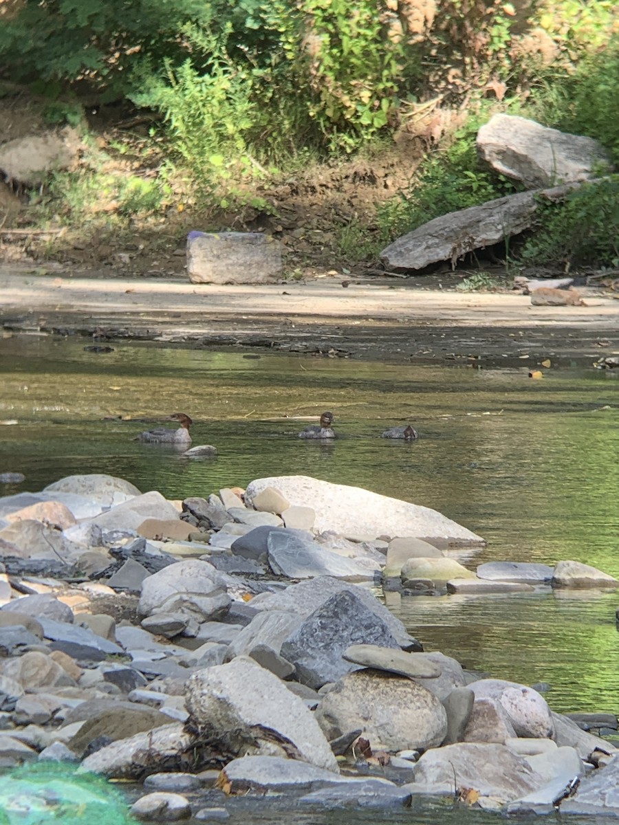 Common Merganser - ML259673381