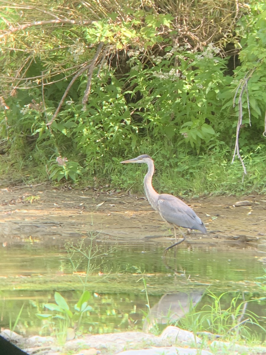 Great Blue Heron - ML259673391