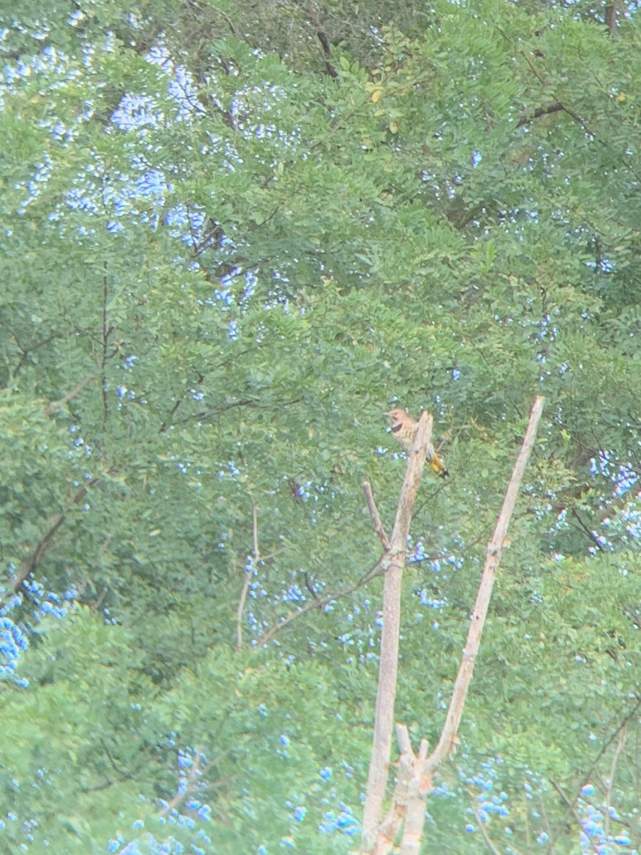 Northern Flicker - ML259673421