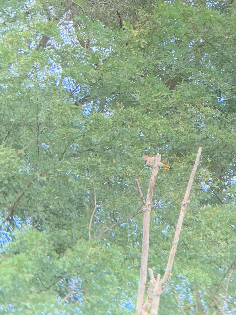 Northern Flicker - ML259673431