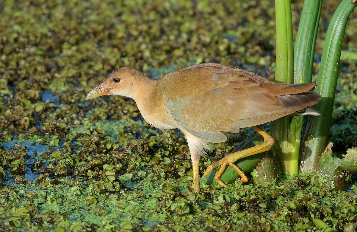 Purple Gallinule - ML259673631