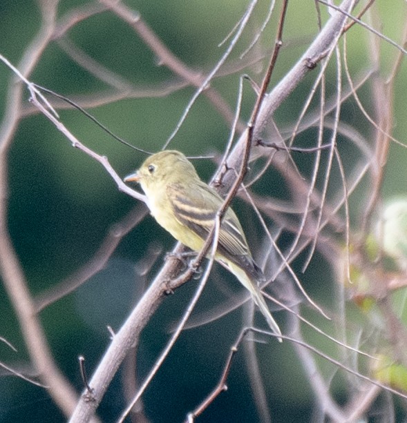 Yellow-bellied Flycatcher - ML259673911