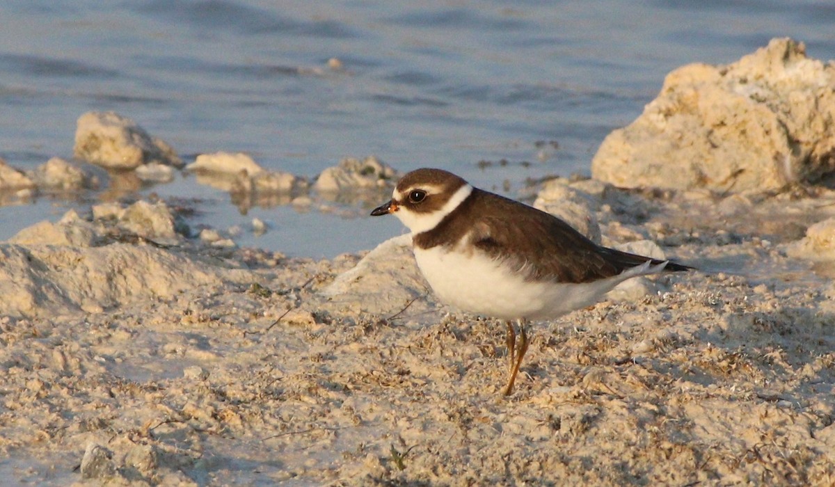 Semipalmated Plover - ML259674471