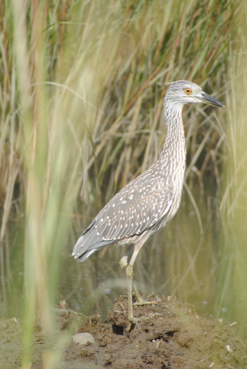 Yellow-crowned Night Heron - ML259674771