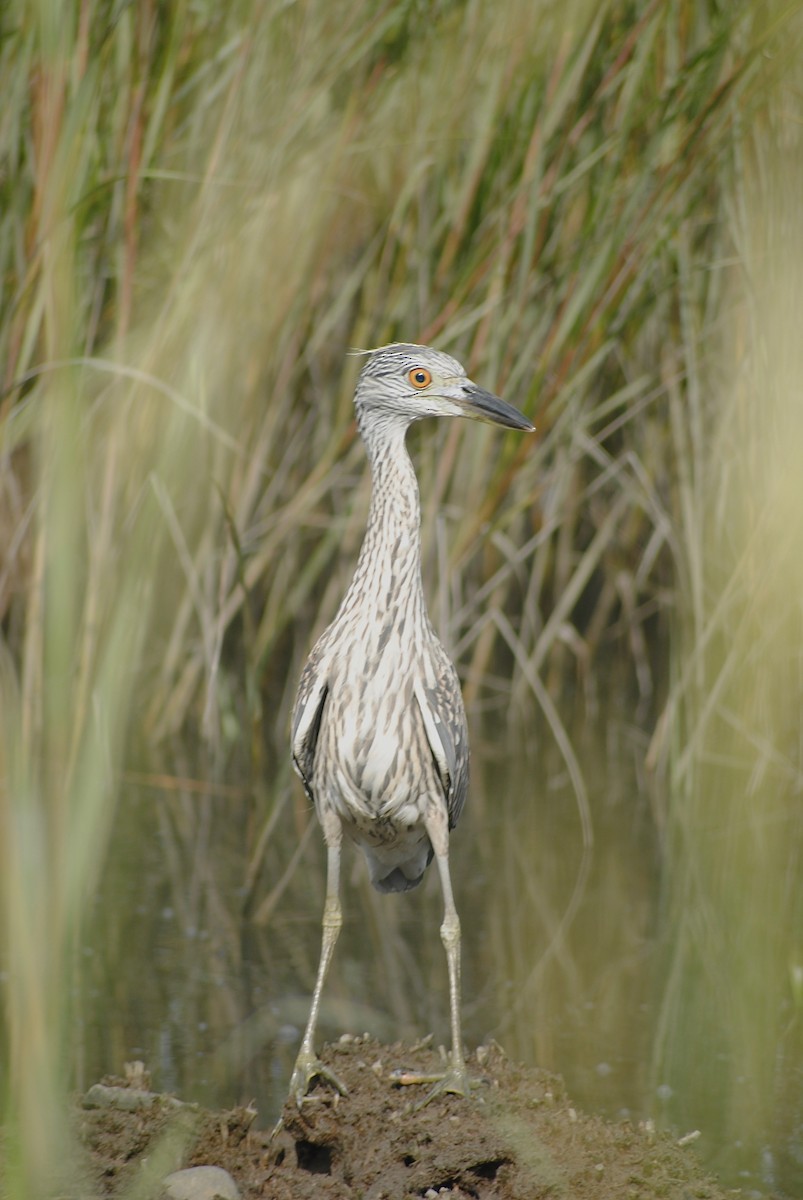 Yellow-crowned Night Heron - ML259674781