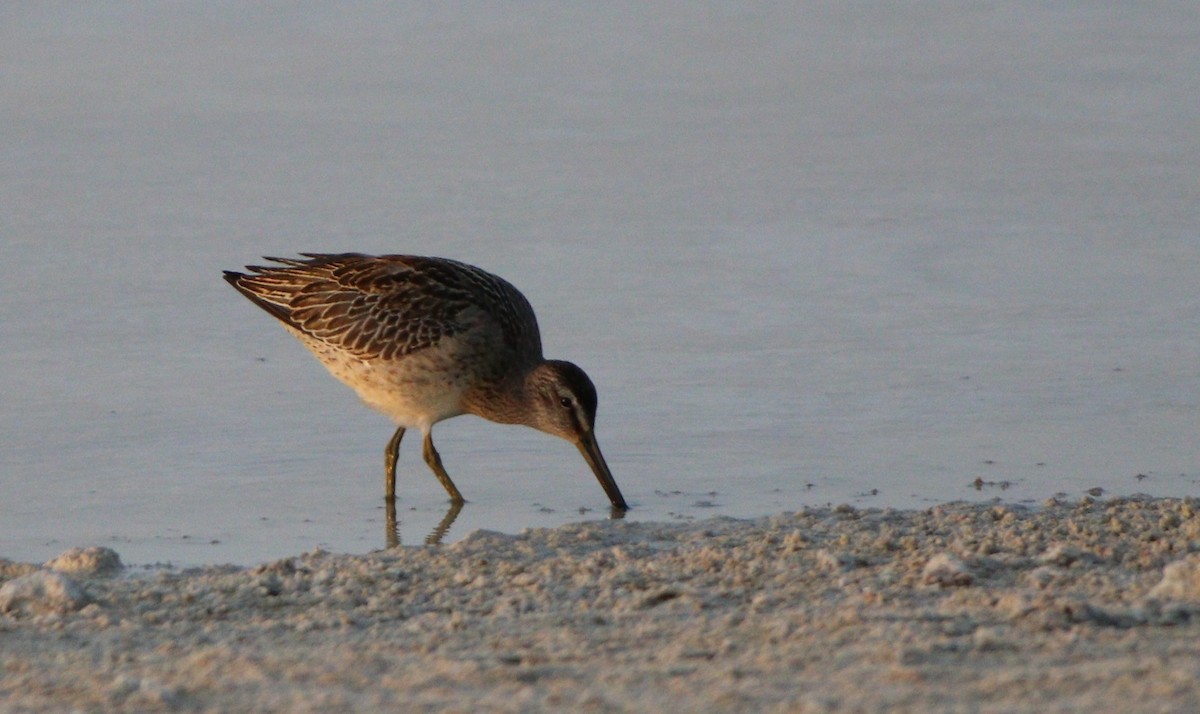 Long-billed Dowitcher - ML259674831
